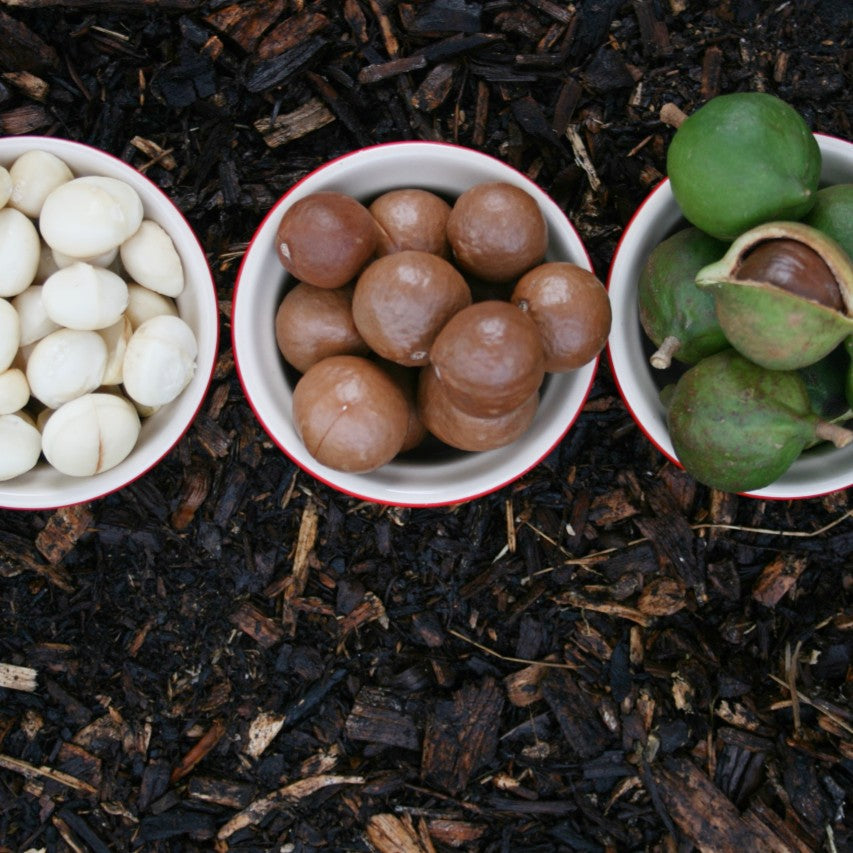 Macadamia