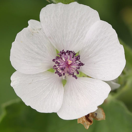 Marshmallow Root Extract