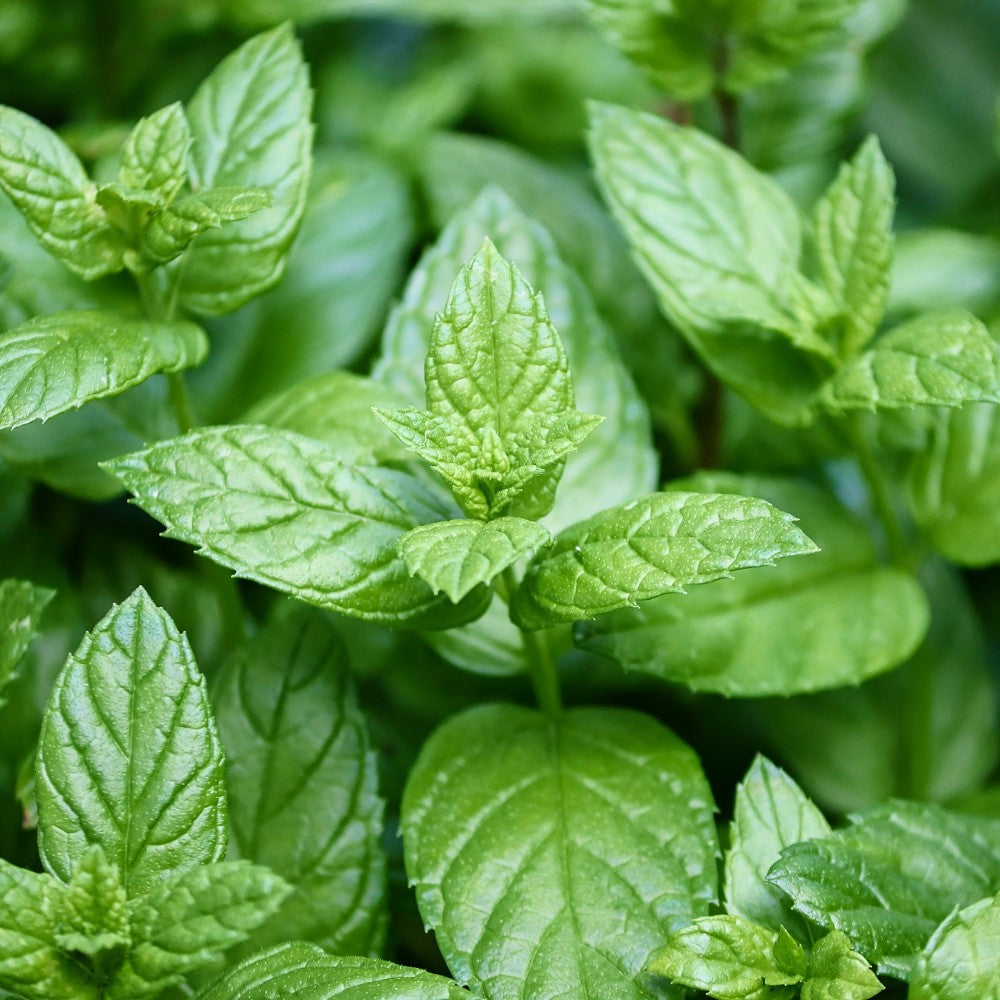 Peppermint Essential Oil