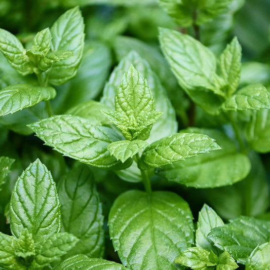 Peppermint Essential Oil
