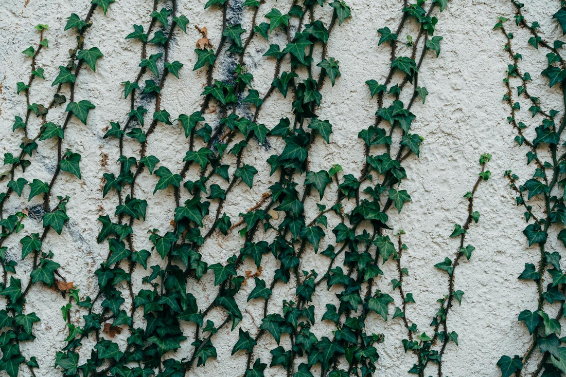 Ivy