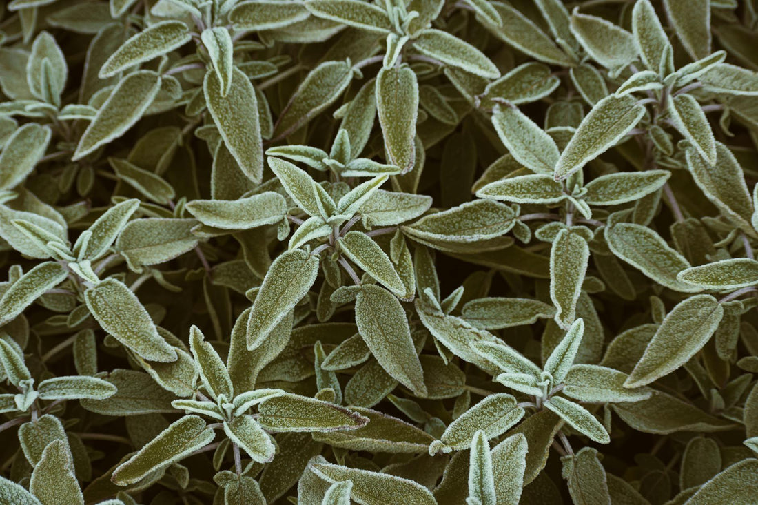 Sage