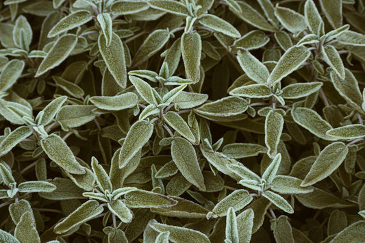 Sage