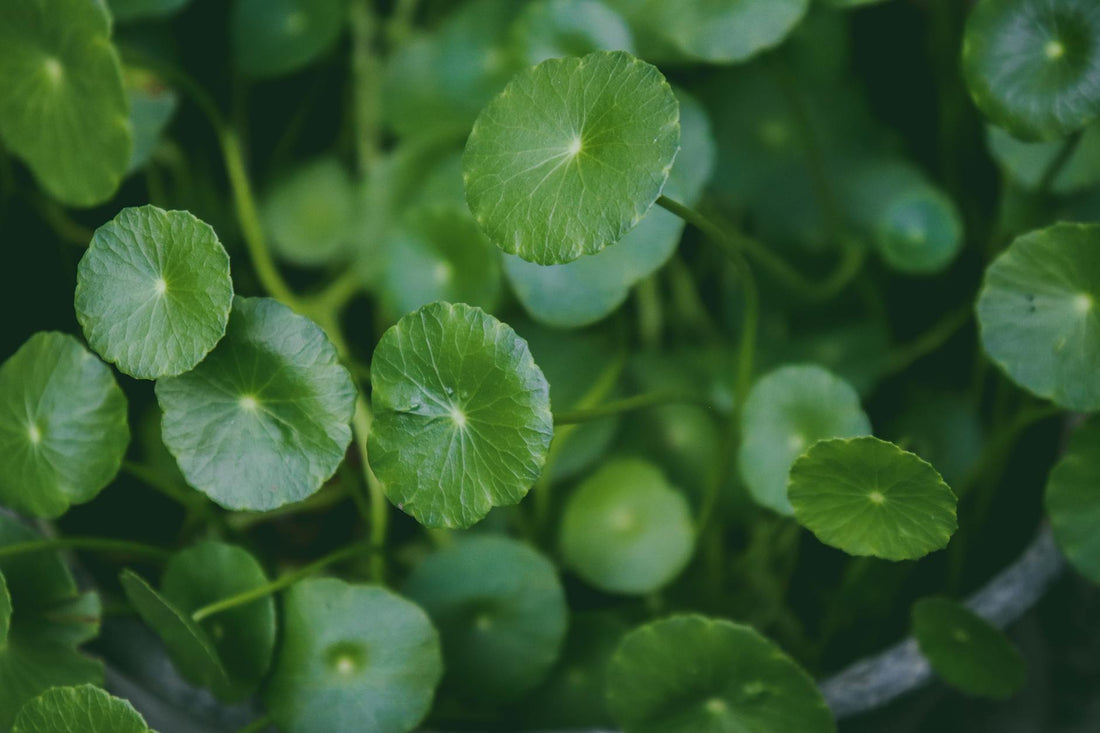 Gotu Kola