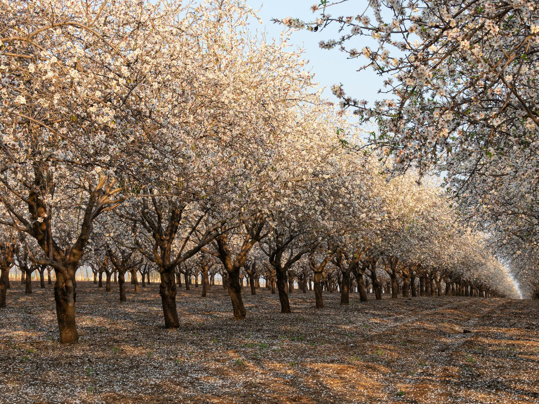 Sweet Almond Oil