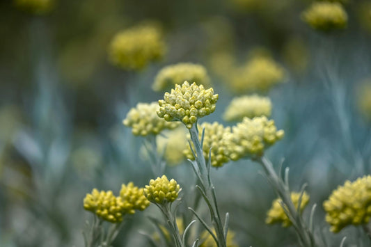 Helichrysum
