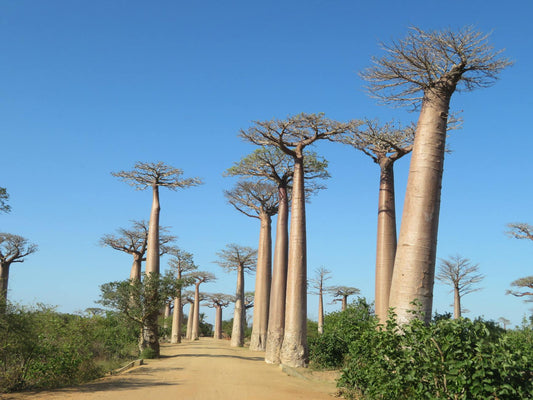 Baobab