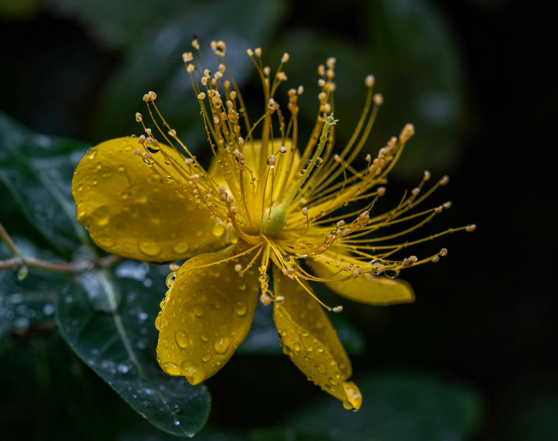 St. John's Wort