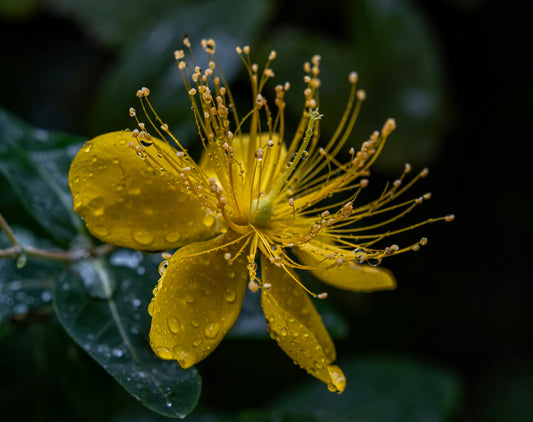 St. John's Wort