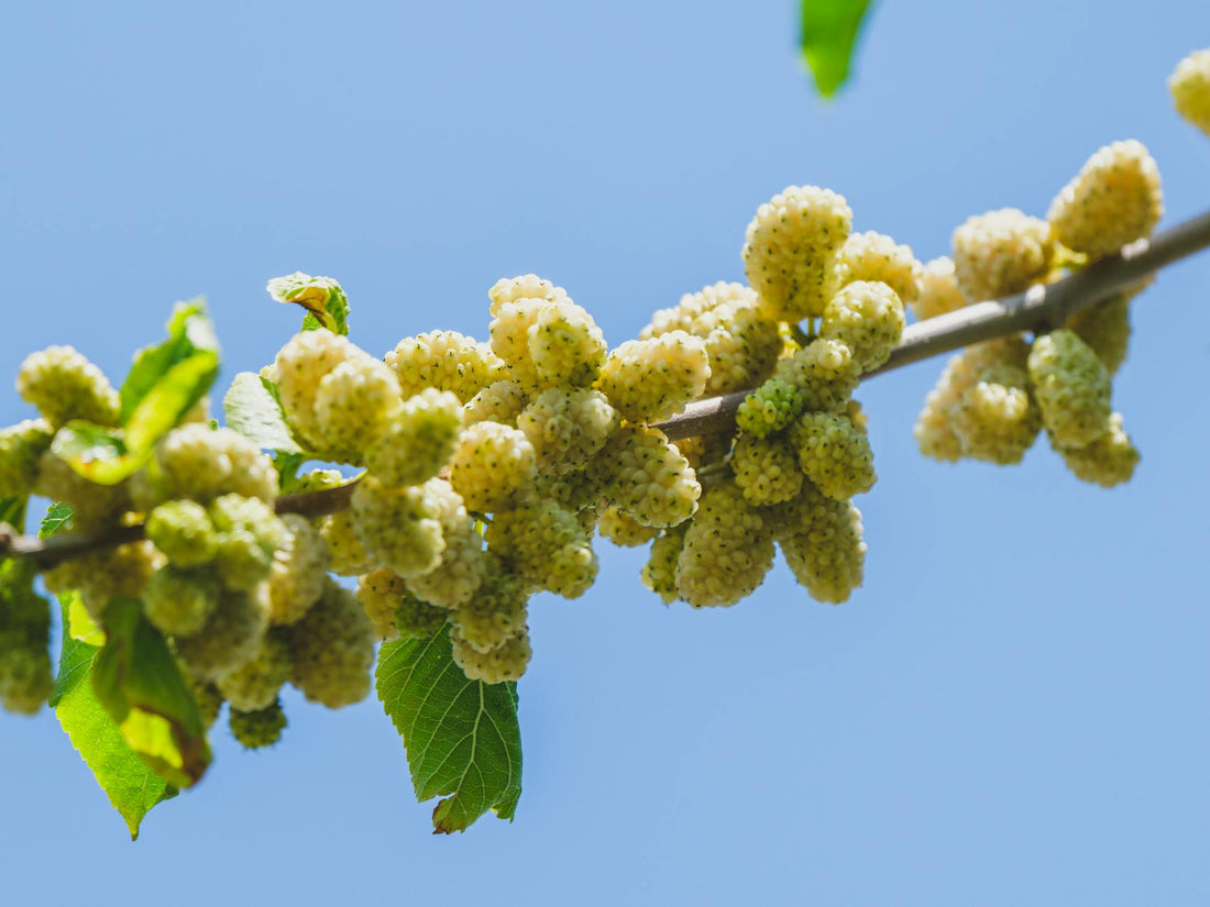 Mulberry Root