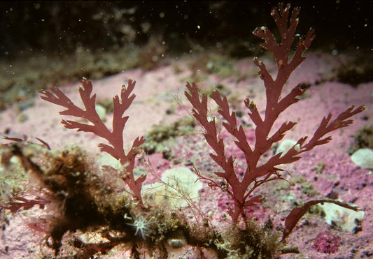 Dulse Seaweed