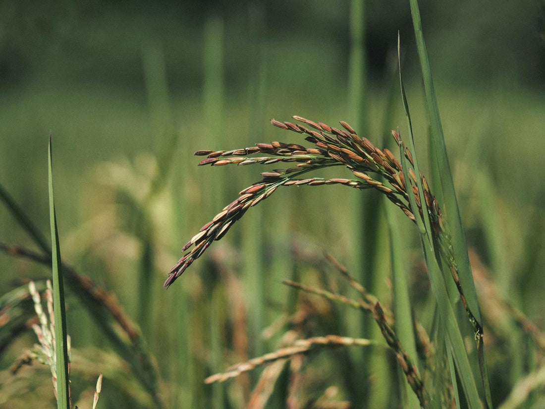 Rice Bran