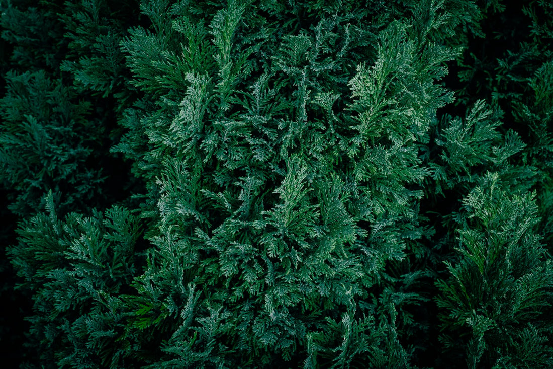 Cypress