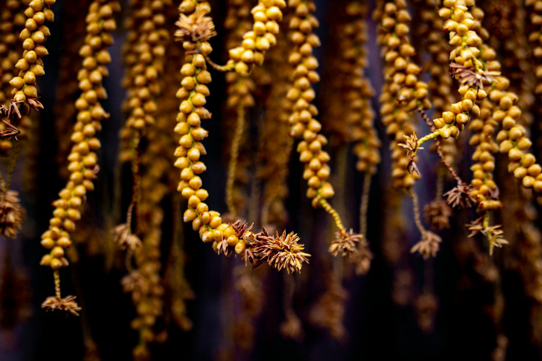 Babassu Oil