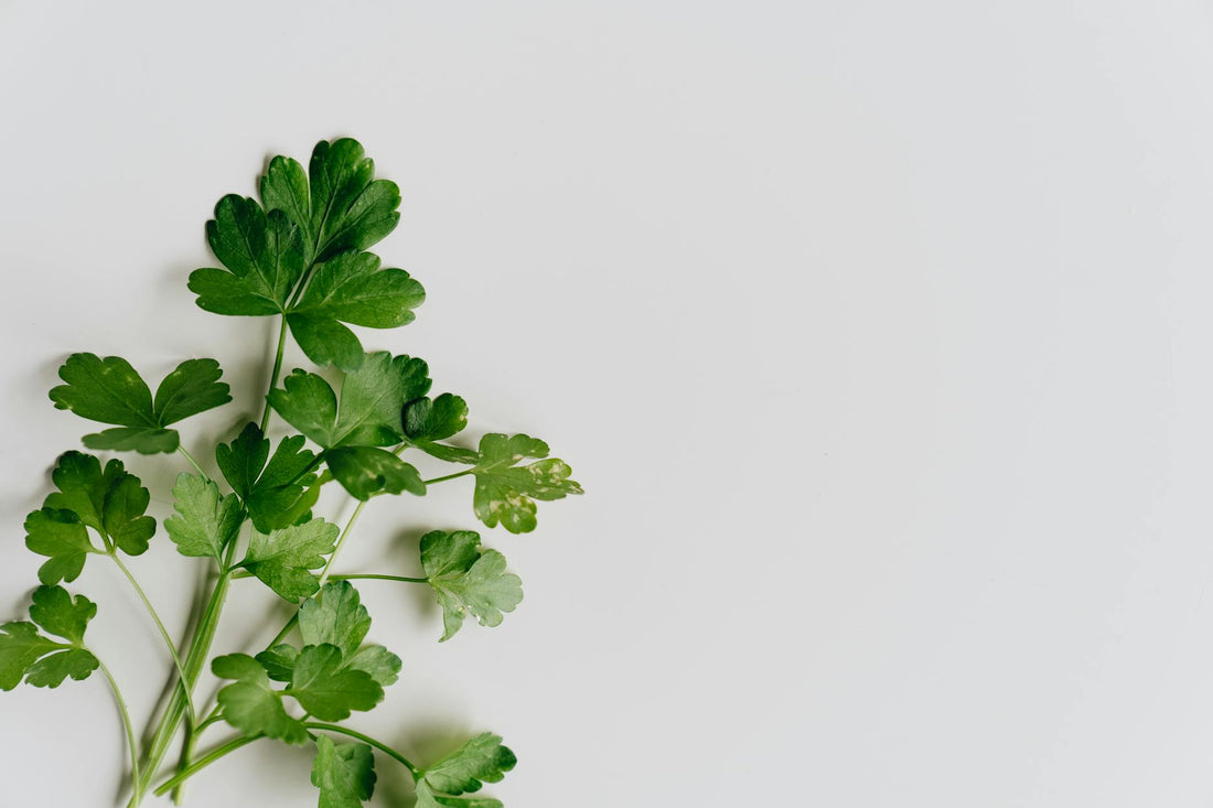 Marjoram