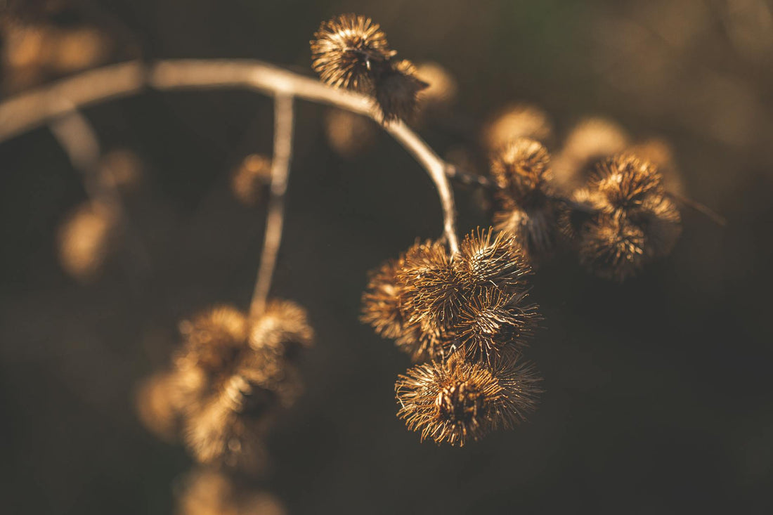 Burdock Root