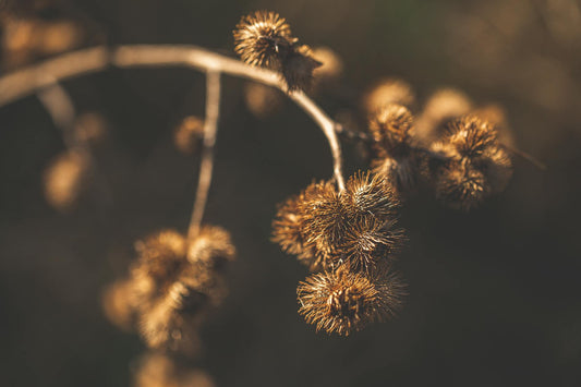 Burdock Root