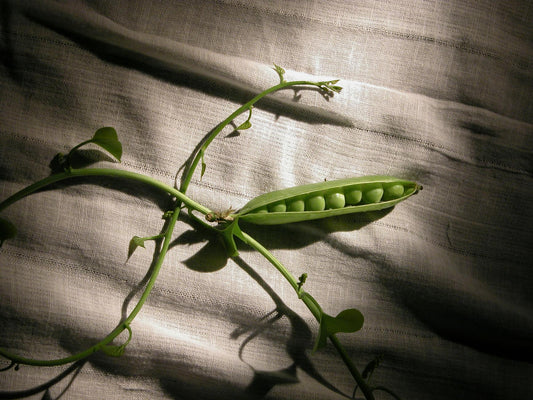 Pea Extract