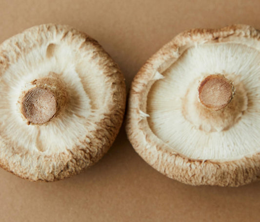 Shiitake Mushroom Extract