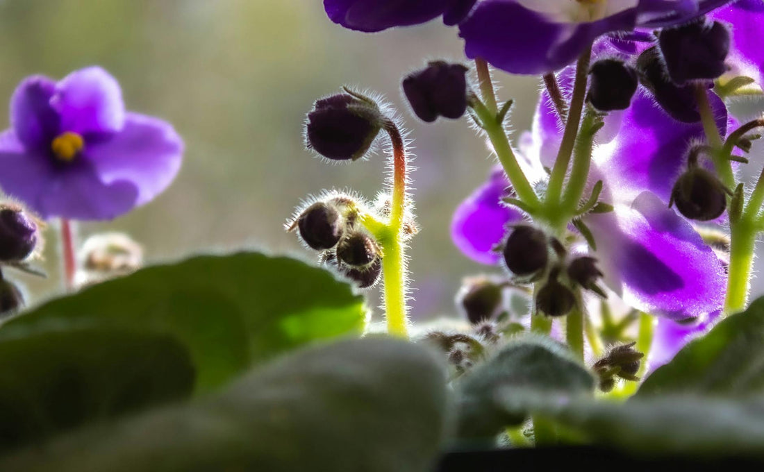 Violet