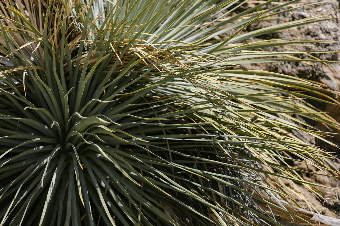 Yucca