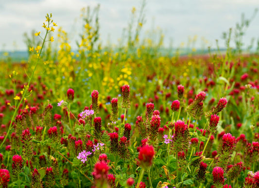 Red Clover