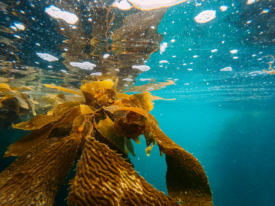 Bladderwrack Seaweed