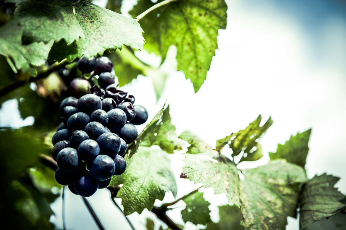 Resveratrol