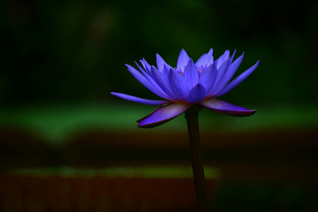 Blue Lotus