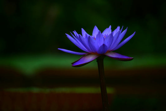 Blue Lotus