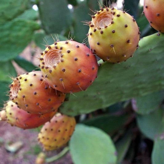 Prickly Pear Oils