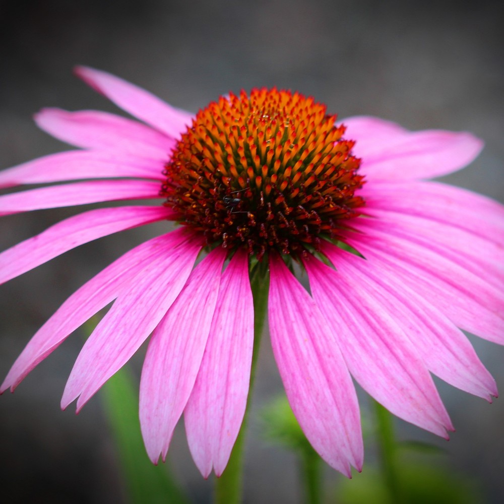 Purple Coneflower
