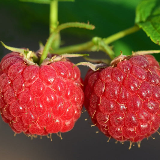 Raspberry Seed Oil