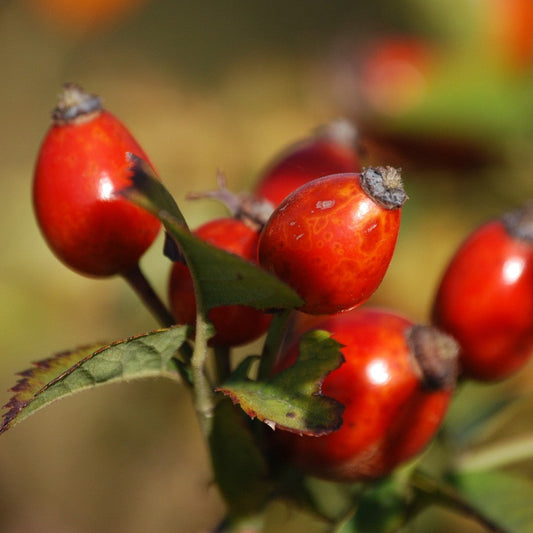 Rosehip Seed