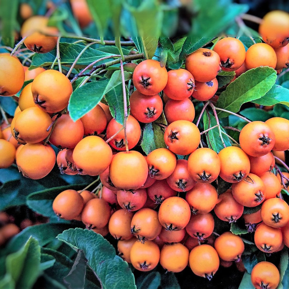 Seabuckthorn