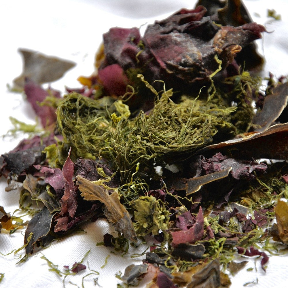 Sea Kelp Extract