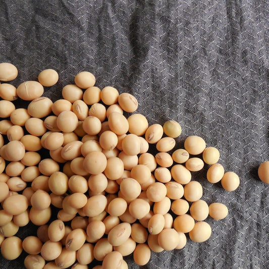 Soy Bean