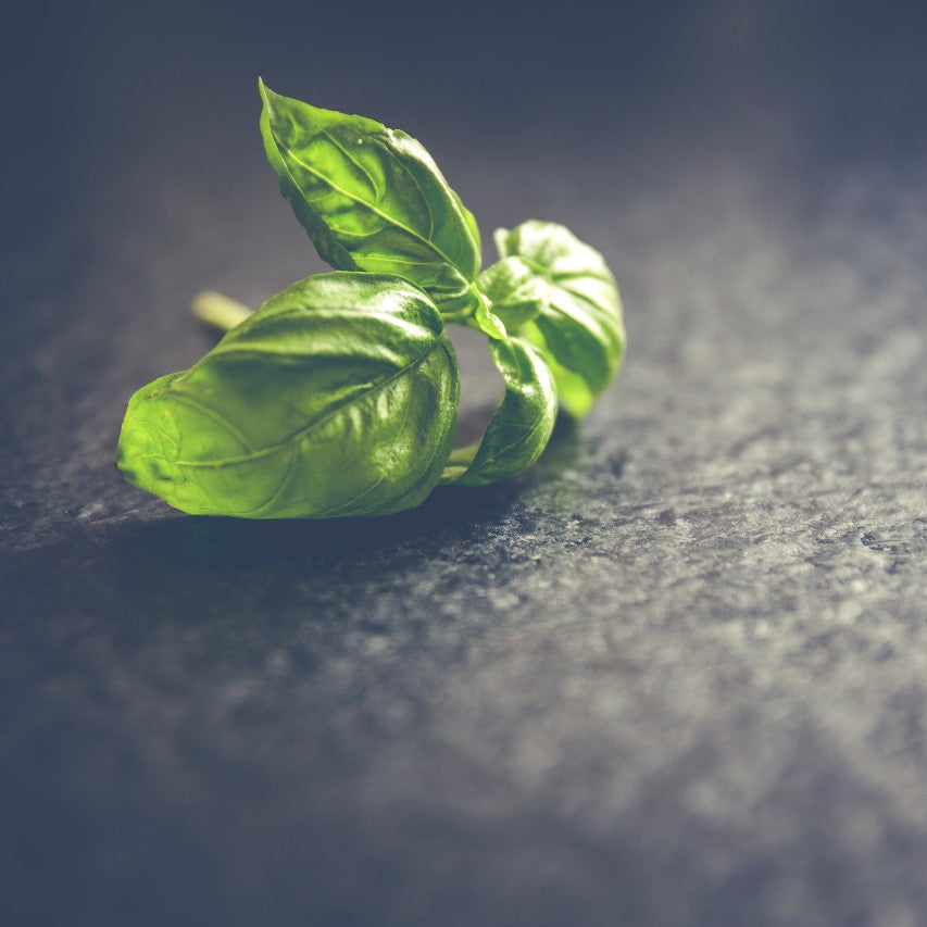 Spinach Leaf Extract