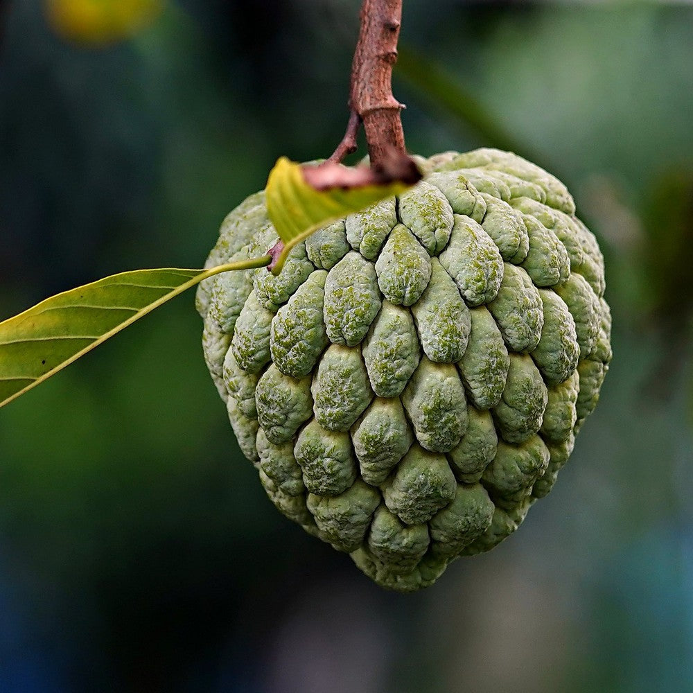 Sugar Apple Extract