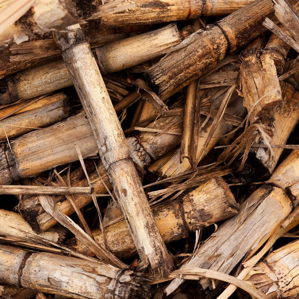 Sugar Cane