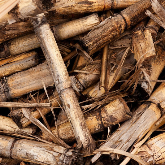 Sugar Cane