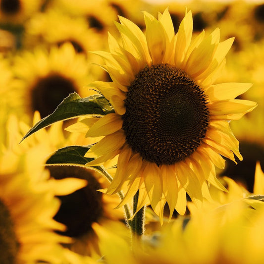 Sunflower Oil