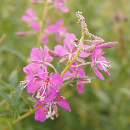 Canadian Willowherb