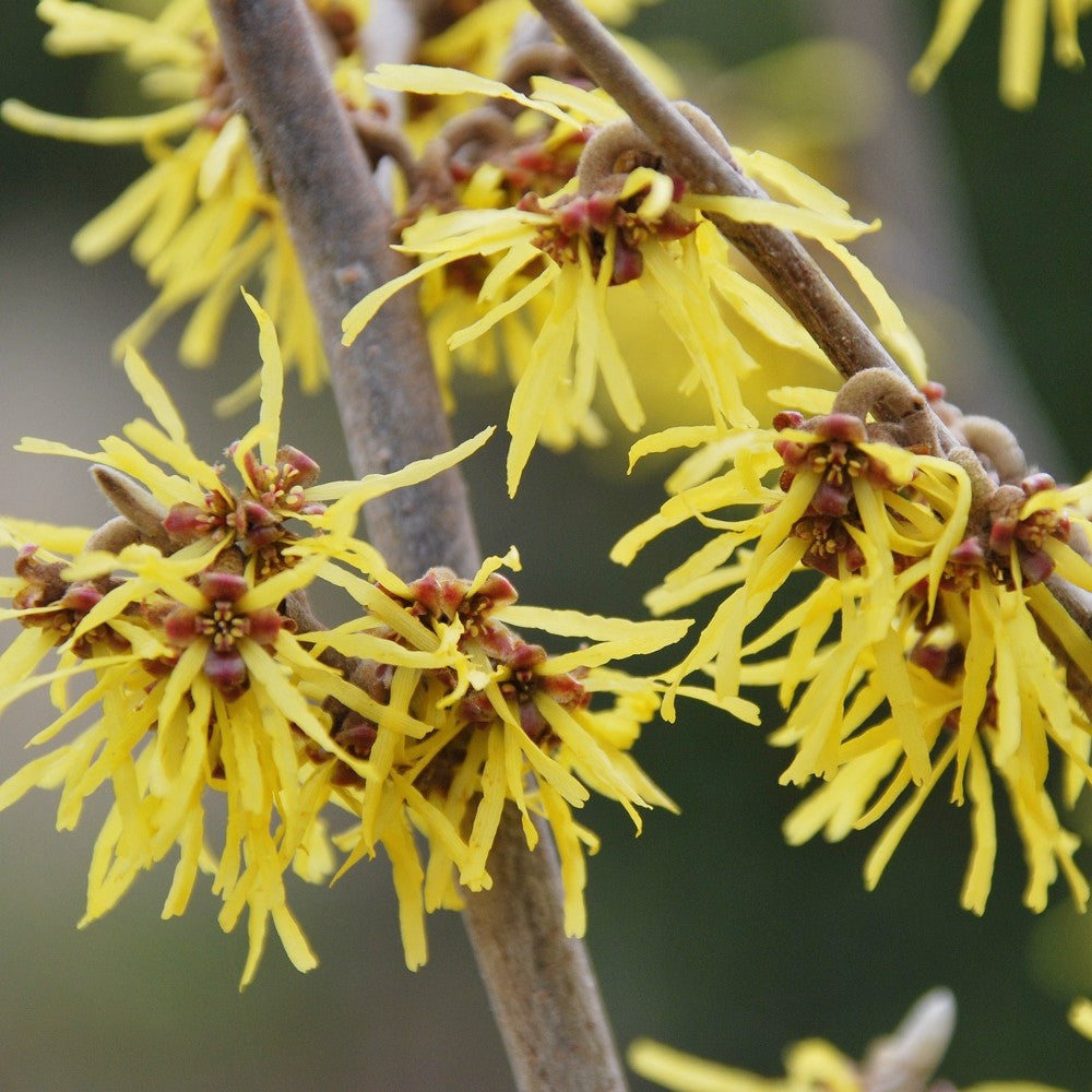 Witch Hazel Extract